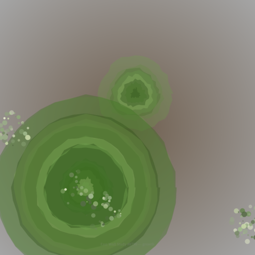 East Wall Study — First Light